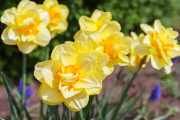 Obraz premium Beautiful spring yellow double petals daffodil flower in full bloom close up. Flowerbed of decorative narcissus in spring garden or park background. Plant breeding, flower growing, nature concept
