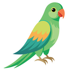 Parakeet isolated on white background