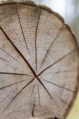 Fototapeta premium Tree trunk cut down in the forest