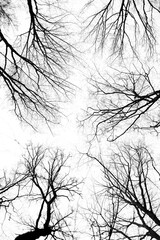 Treetops in the forest in spring