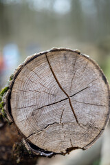Naklejka premium Tree trunk cut down in the forest