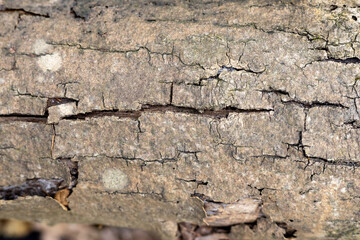 Brown bark on a tree trunk