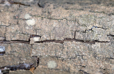 Brown bark on a tree trunk