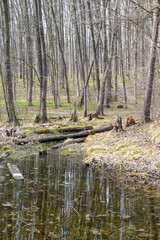Big puddle in the spring forest
