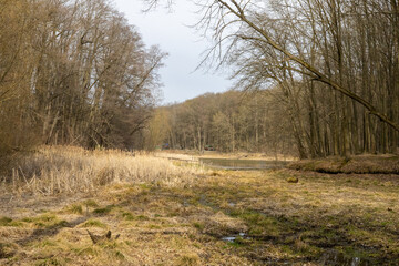 Forest landscape in early spring