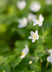 Small white flowers in the spring garden