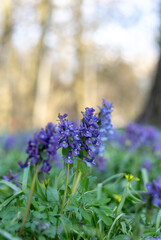 Obraz premium Purple flowers in a city park