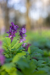 Obraz premium Purple flowers in a city park