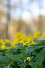 Yellow flowers in the spring forest