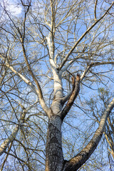 Treetops in the spring forest