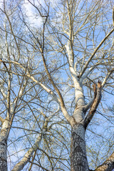 Treetops in the spring forest