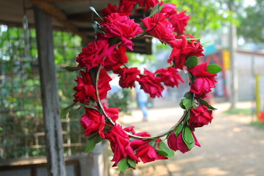 Golap rose.lalGolap.Deep Red Rose in the Garden background wallpaper.a colorful flower in a garden. Red Rose for your valentine. rose plant,garden flower,backyard flowers ,flowers attracting insects. 
