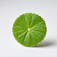Emerald Jewel: A Circular Green Leaf Showcasing Intricate Veins and Textured Surface, Against a Clean, Minimalist White Backdrop.