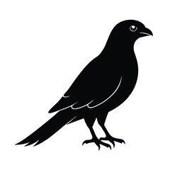 Sparrowhawk Silhouette Vector Art Design and Black and White Sparrowhawk Bird Vector Illustration