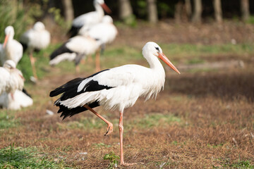 Stork walking in a pasture on a sunny warm day. Close-up. Protected bird species