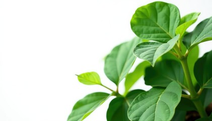 Large isolated plant leaves on white background, garden, white background