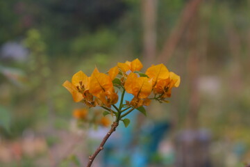 baganbilash rose. beautiful rose. baganbilash. white and pink flower petals. Pink Bouganvilla flowers are blooming in spring season. They are also known as Buganvilla, Bougenville, Jahanami