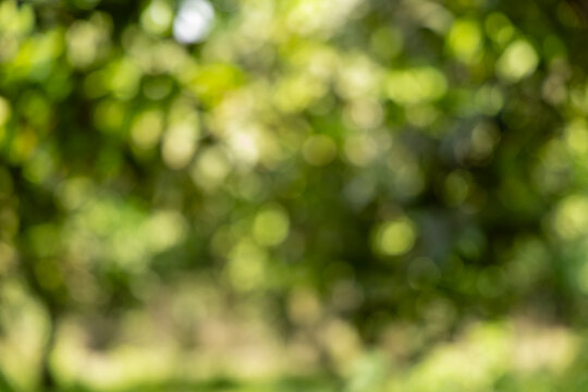 Abstract nature bokeh background of lush greenery