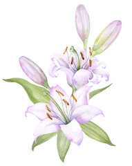 Bouquet white lilies, pink lilies, flowers and buds watercolor flower arrangement
