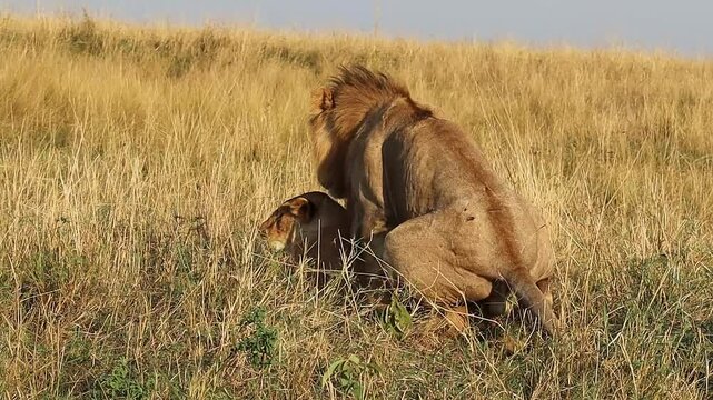 Male lion mating with female lion in the african savanna