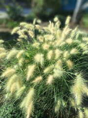 Fluffy grasses swaying gently in the afternoon breeze at a sunny garden