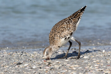 Black bellied Plover, Grey Plover, Pluvialis squatarola, feeding, coastal Florida, USA
