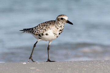 Black bellied Plover, Grey Plover, Pluvialis squatarola, feeding, coastal Florida, USA