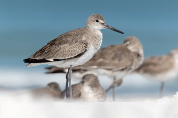 Willet, Tringa semipalmata, a flock roosting on the shoreline, coastal Florida, USA