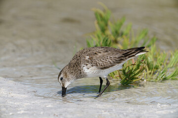 Dunlin, Calidris alpina,, feeding, coastal Florida, USA