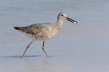 Willet, Tringa semipalmata, catching shellfish, coastal Florida, USA