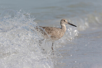 Willet, Tringa semipalmata, running in a wave, coastal Florida, USA
