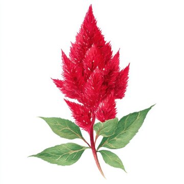 Watercolor painting of a red celosia flower isolated on white background