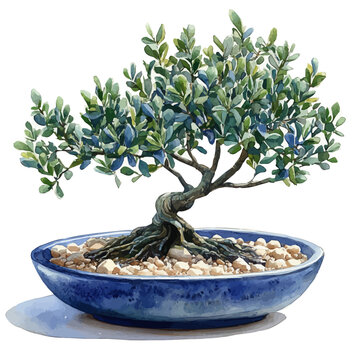 watercolor bonsai tree in blue pot clip art preview