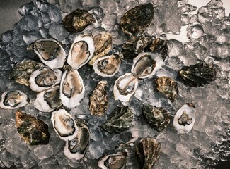 Freshly caught local oysters sit atop a bed of crushed ice in a vibrant fish market early in the day. The assortment highlights the quality of local seafood available