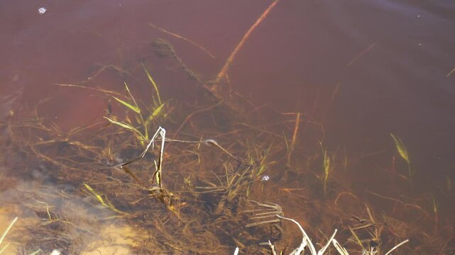 Turbid water with algae in a spring river, background. Copy space for text