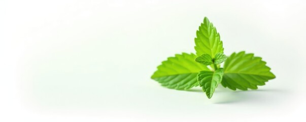 Single sprig of fresh mint herb on white background, foliage, green, mint