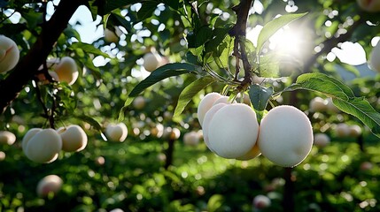 Peach harvesting festival orchard photography sunny day close-up seasonal abundance