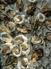 Display of freshly harvested oysters on a bed of ice at a local fish market. This showcases the quality and freshness of local seafood available to consumers
