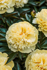 yellow dahlia flower