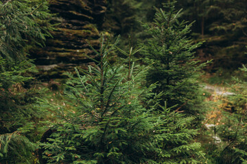 Obraz premium Fir trees in the forest in summer, nature background.