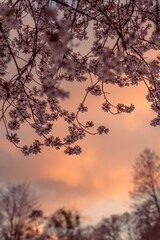 Obraz premium pink flowers on blossoming trees in spring