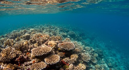 Fototapeta premium Submerged Symphony AI Generated