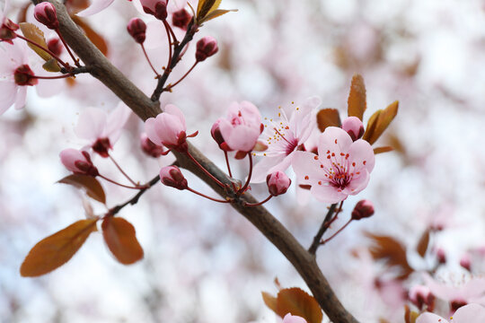 Beautiful blossoming cherry plum tree with pink flowers outdoors, closeup