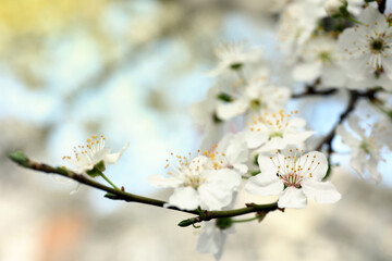 Beautiful blossoming cherry plum tree with white flowers outdoors, closeup