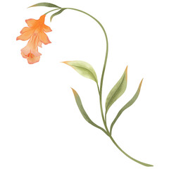 Wildflowers Leaves Invitation Plant Watercolor