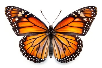 Obraz premium Elegant Monarch Butterfly Isolated On White Background Exhibiting Intricate Wing Patterns And Textures Perfect For Natural History And Educational Resources, monarch butterfly, butterfly, insect