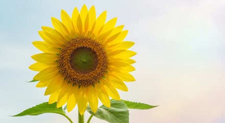 Naklejka premium Sunlit Sunflower: A Burst of Golden Joy Against a Soft Sky AI Generated