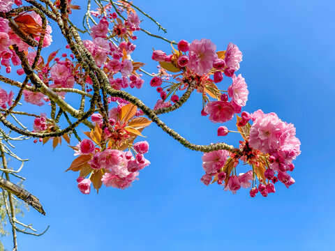Prunus 'Pink Perfection' with clusters of delicate pink flowers and buds on cherry blossom tree early spring UK, blue sky