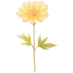 Wildflowers Plant Leaves Blossom Watercolor