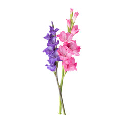 Pink purple gladiolus flower stems isolated on transparent background